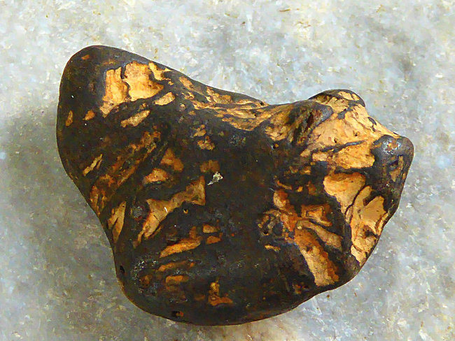 P1130065a.jpg