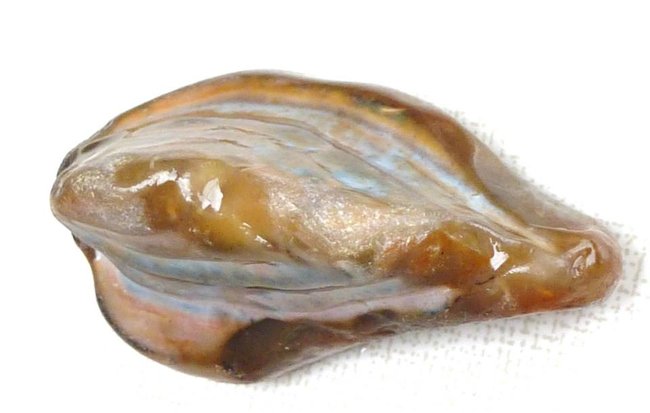 opalisierte muschel.jpg