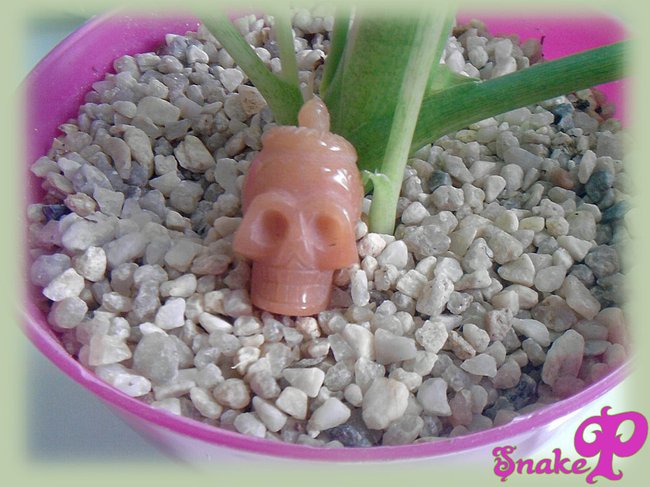 snakep001.jpg
