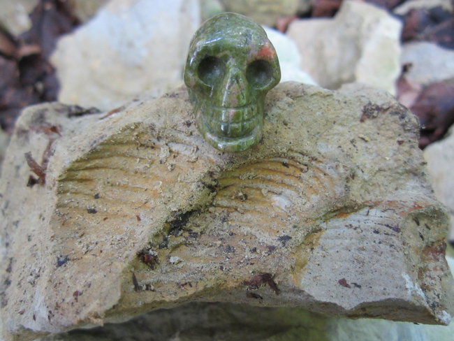 Leo Fossilabdruck