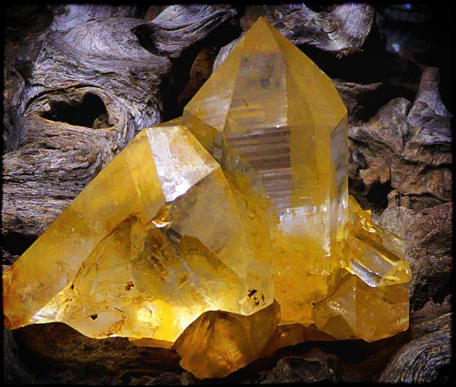 Golden Healer Familie 1.jpg