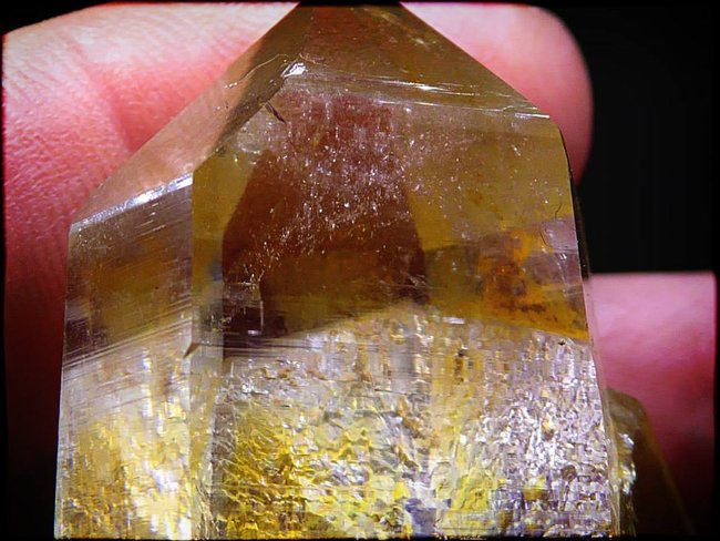 Golden Healer familie 3.jpg