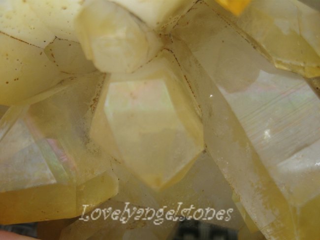 goldenhealer kluster (2).JPG