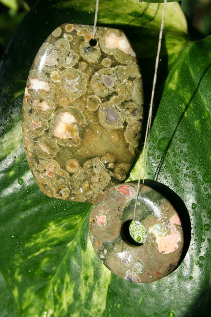 Regenwald 1a.jpg