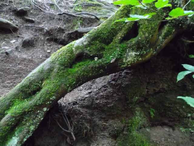 Wurzelversteck