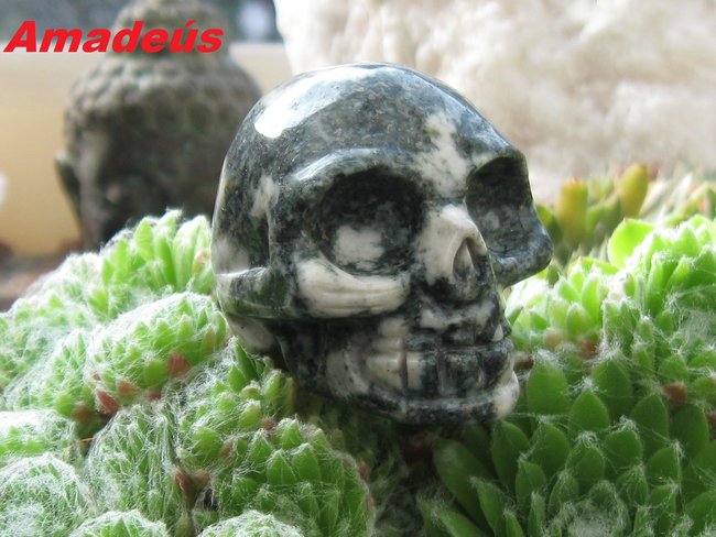 Preseli skull Amadéus
