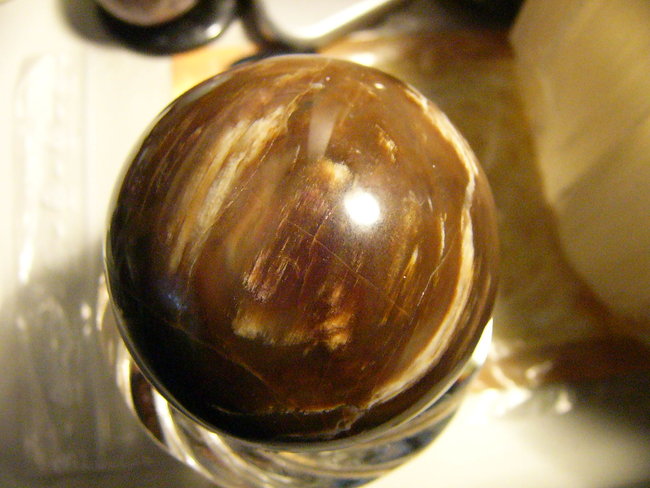 versteinertes Holz