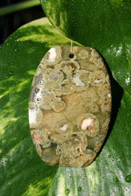 Regenwald 1c.jpg