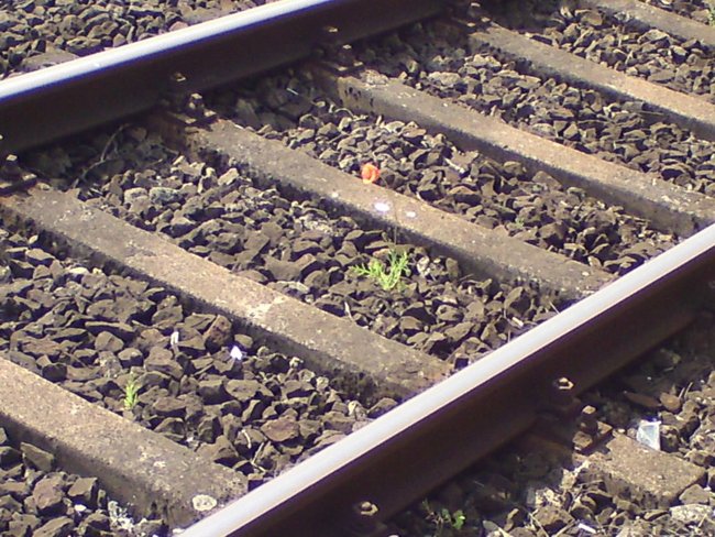 Tapferes Mohnblümchen