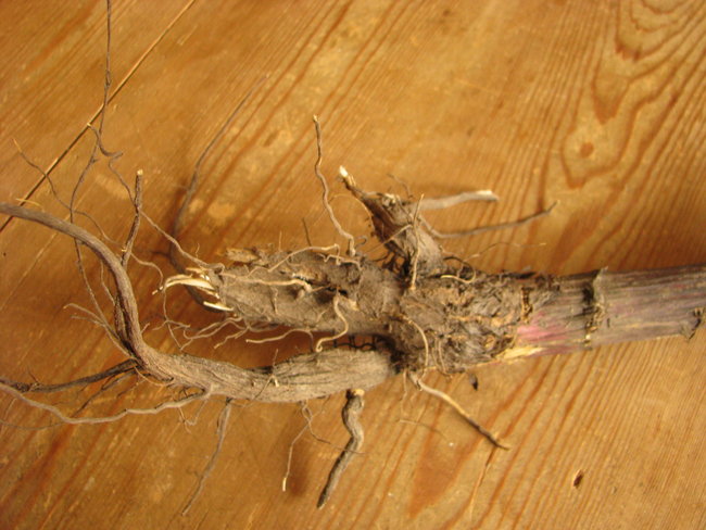 Wurzel der grossen Klette