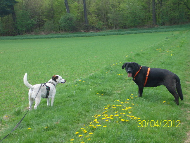 Lugh und Mara.JPG