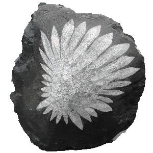 chrysantemenstein