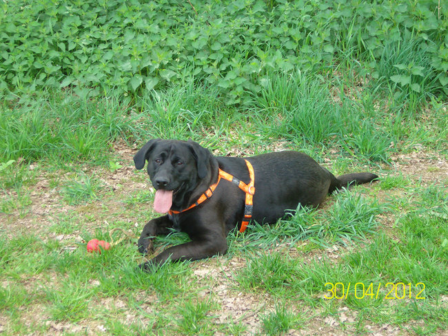 Mara-Drachenzahn-2012.jpg