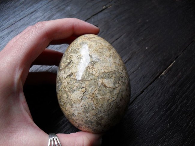Ei, versteinerte Muscheln/Sediment