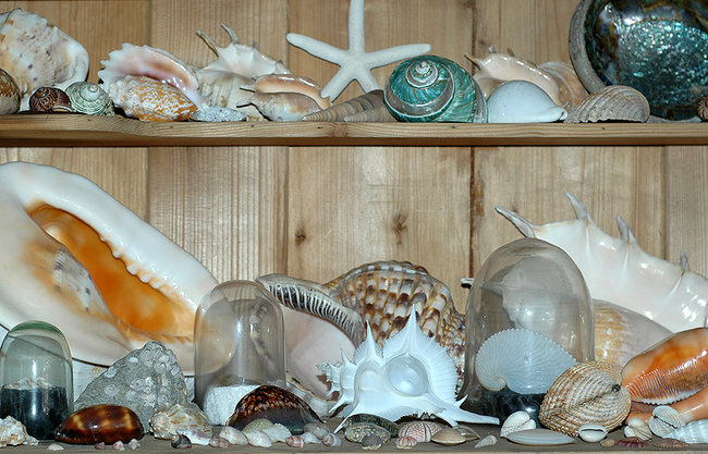 Vitrine 4