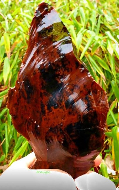 Mahagoni1.jpg