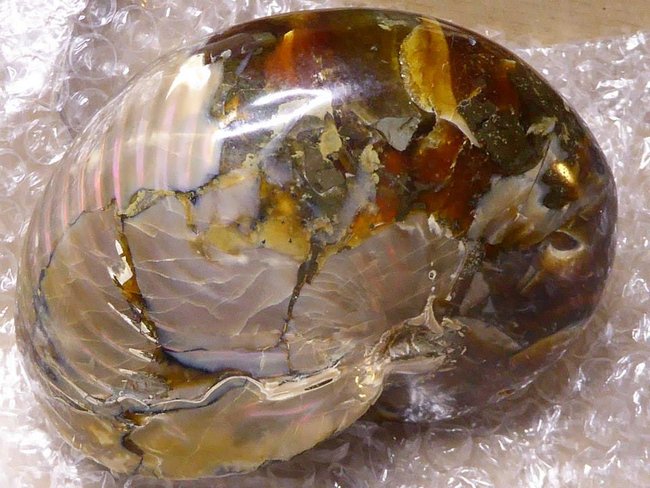 Nautilus2.jpg