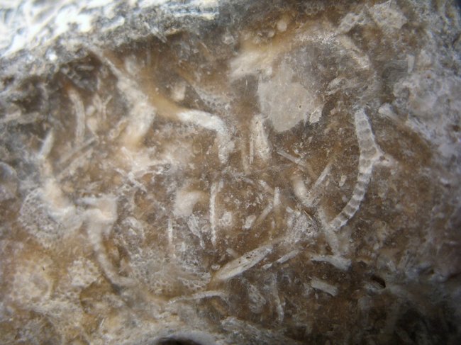 Flint m Bryozoen  (2).JPG