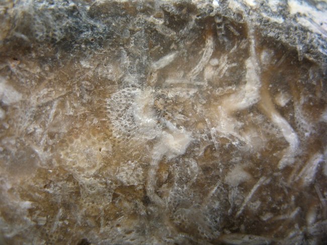 Flint m Bryozoen  (3).JPG