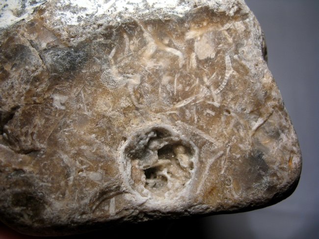 Flint m Bryozoen  (5).JPG