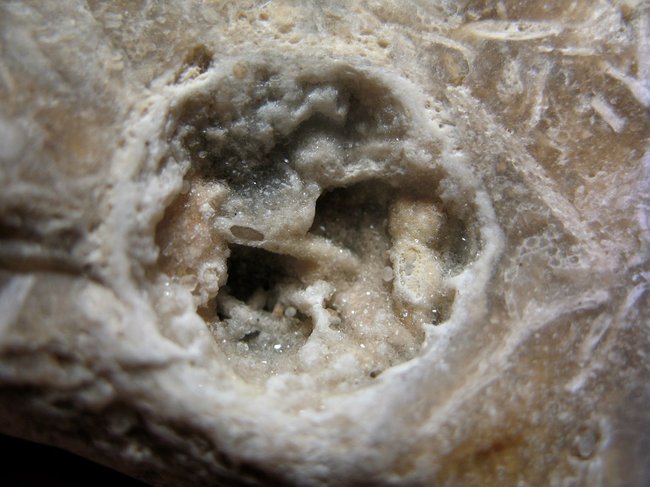 Flint mit Bryozoen (Moostierchen)