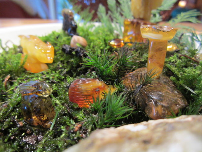 ..wer will denn da an den Pilz ???