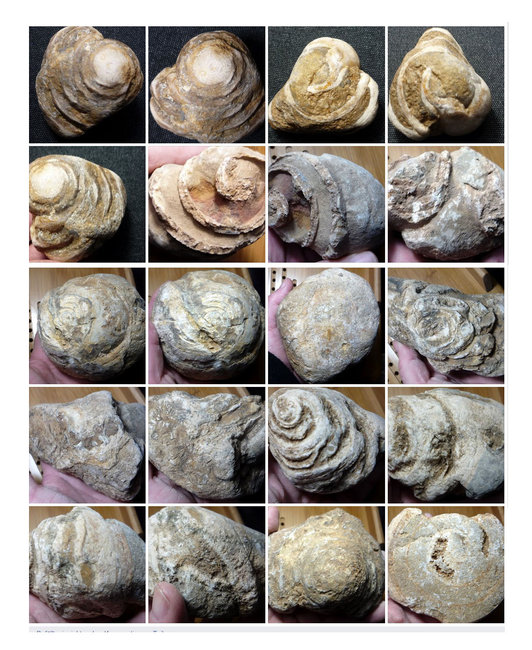 Schnecken.jpg