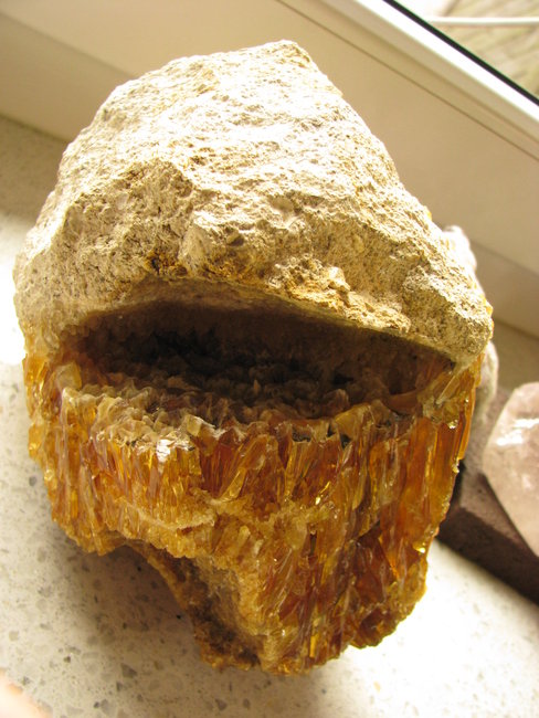 hungriger Steinbeisser