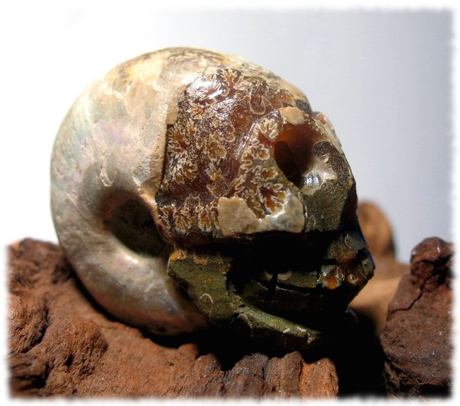 Ammonit Skull 1.JPG