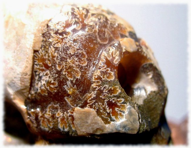Ammonit Skull 2.JPG
