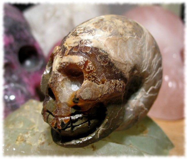 Ammonit Skull 3.JPG