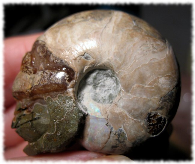 Ammonit Skull 4.JPG