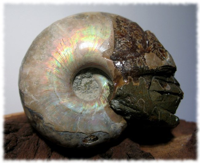 Ammonit Skull 5.JPG