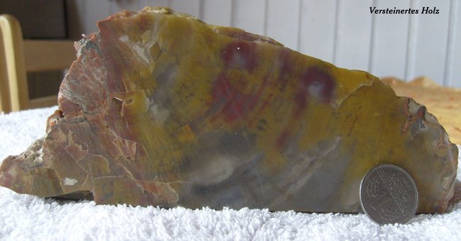 versteineres holz001.jpg