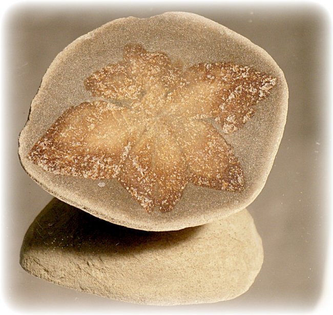 Glendonite - Ikait Geode geschnitten  USA