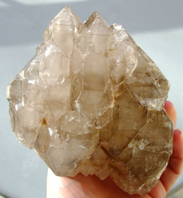 Rauchi d