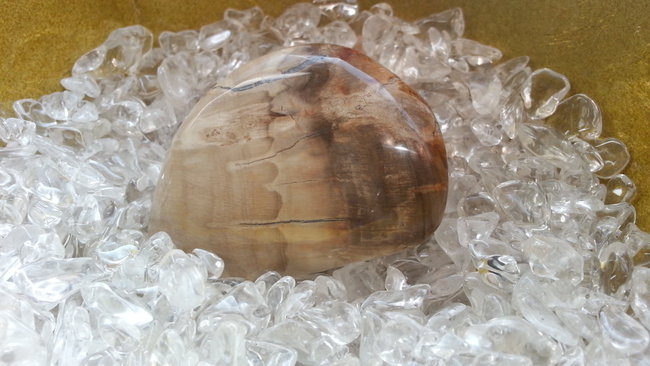 Versteinertes Holz