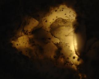 Dendriten_x3.JPG