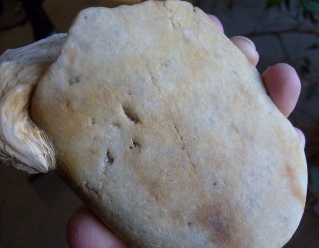 uriger vom atlantik006.jpg