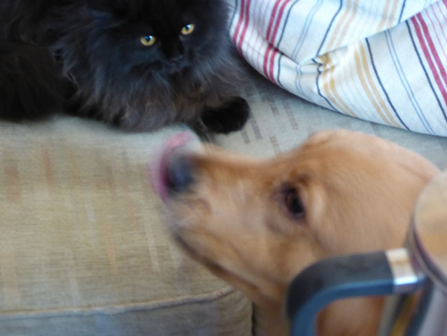 gracie3.jpg