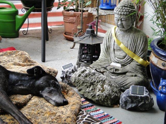 Lilifee bewacht vom Buddha