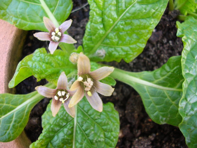 Mandragora officinarum