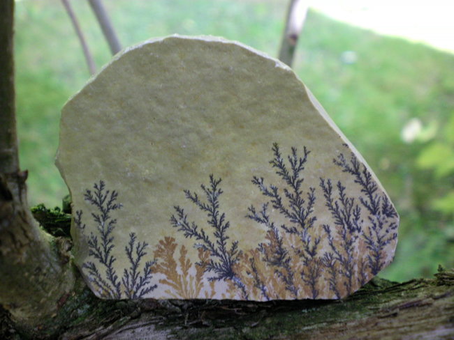 Mangan Dendriten Solnhofen Altmühltal Bayern2.jpg