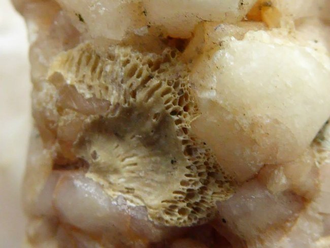 Fossil1.jpg