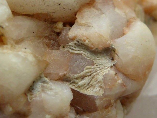 Fossil2.jpg