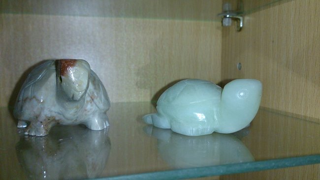 Schildkröten