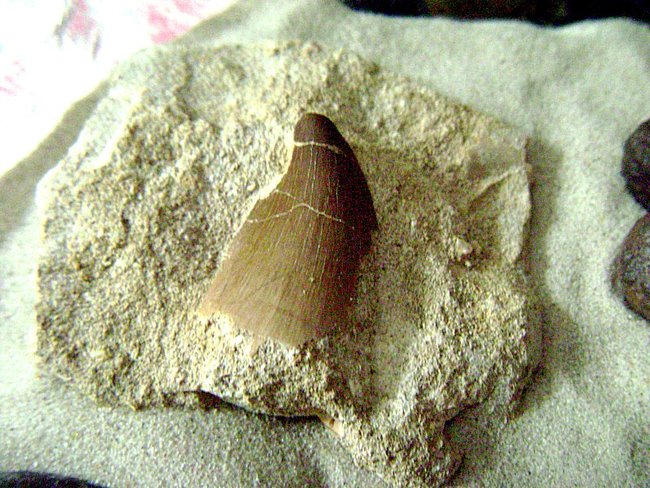 schale 05.jpg