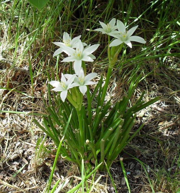 Blume.jpg