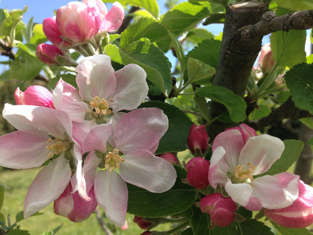 Apfelblüten1.jpg
