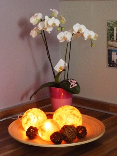 Orchidee
